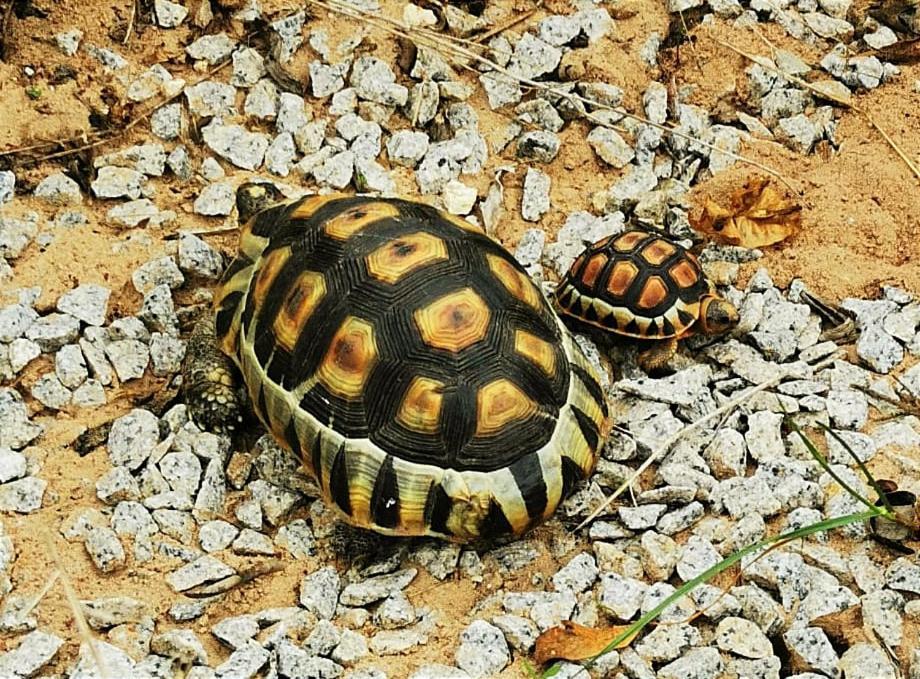 Tortoise Trail Lodge 랑게바안 외부 사진